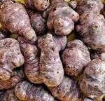 Jerusalem Artichoke Tubers - Sunchoke - Heavy Cropper Autumn Planting x 5 Tubers