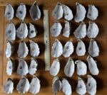 Oyster Shells x 35 - Cup part - approx 7-9 cm