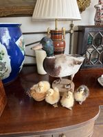 Taxidermy duck and ducklings pre owned 