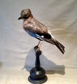 Antique Taxidermy Eurasian JAY  Corvid  Not A Protected Species in UK on stand