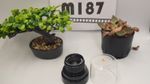 Agfa 80mm 5.6  Magnolar Enlarging Lens with original keeper also