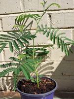 Acacia Dealbata