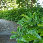 30 Cherry Laurel Fast Growing Evergreen Hedging Plants 40-50cm Tall Potted