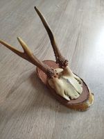 vintage Real  Skull with Horns, white bone, animal skull. Original 1970-80.
