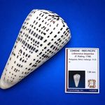 Conus leopardus GIANT 138.0mm Leopard Cone Shell w/Chonchology data label