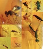 10 x Pieces Burmese Amber With Insect 100 Million Years Old Burmite