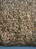 Nutritious Live Mealworms Guaranteed Freshness Next Day Delivery 250g
