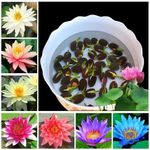 30x Seeds Lotus Mix Flower Seeds Hand Picked Aquatic Plants Water Garden New