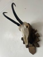 Mountain Goat Horns 966 taxidermy mounted also known as Chemois