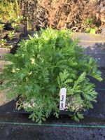 Artemisia annua  - 120 seeds  UK Seller Same Day Dispatch
