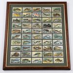 1960 Vintage Brooke Bond Freshwater Fish Tea Cards Complete Set of 50 Framed