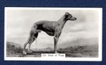 WHIPPET, Vicar of Vnys - Original 1938 Photo Cigarette Card