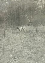 1940 Photograph Amateur Field Trial Champion Pointer "Dotsy" Hunting Dog Champ