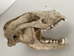 Genuine UK Badger Skull Taxidermy-Goth,Curio,Oddities....