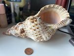 Triton Trumpet Shell 23 Cm