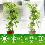 5Pcs Waterproof Clear Plastic Plant Covers for Winter Freeze Protection