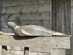 Vintage Wooden Pigeon Decoy H Trulock & Harriss Folk Art Dove Birds. 1950's