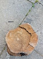 Cherry Wood Log/Slab/Offcut,Turning,Carving,Crafts, Bowls Seasoned SEE PICtures