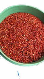 VERY CLEAN DARK RED 5kg pack of Red Sorghum/Dawa/Okababa/Jowar/
