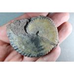 Propinacoceras sp. Permian Ammonoid Timor