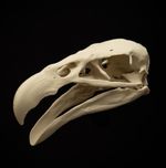 Condor Skull Replica 16cm Vulture Bird Skull Taxidermy Model Natural History