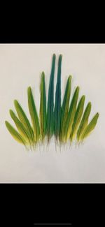 Ring Necked Parakeet Tail Feathers