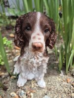 Springer Spaniel Ornament Garden Ornament Collectable Dog Lover Gifts Memorial