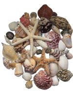 Assorted Mixed Seashells Set of 50 with Knobbly Pointer Starfish and Scallops  
