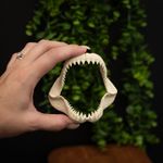 Megalodon Shark Jaw Replica Mini Fossil Shark Jaw Display Model 10cm