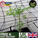 FLEXIBLE STRETCHY Scrog Net Netting 1.2m x 1.2m Plant Support Growing Tent