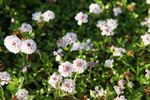 Phyla Nodiflora (Frog Fruit) - Marginal Pond Plants - MBP108