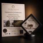 Genuine Woolly Mammoth Hair – Deluxe Collector's Specimen