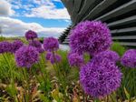 10x GIANT Allium PURPLE SENSATION Perennial Spring Flowering Garden Plant Bulbs
