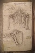 RARE Anatomical Study Leonardo's Codex Fragment Hand INK Drawing ORIGINAL