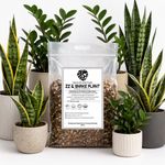 ZZ Plant & Snake Plant Mix | Low Light Indoor Plants | Easy Care Houseplants | A
