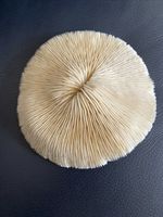 Natural White Ocean Mushroom Fungia Skeleton Coral Sea Life Aquarium  7 X6.5 Inc