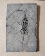 Keichousaurus Skeleton Fossil Triassic Reptile Dinosaur Bones China