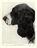 1930s Antique Springer Spaniel Dog Print Champion Worthing Suspense 4149L