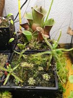 Drosera magnifica - Very Rare Carnivorous Plant - 3 Plants