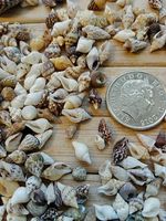 100 MICRO MIXED SEASHELLS Tiny Sea Shells Craft crafts Wedding Beach Confetti