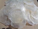 50 X SMALL CAPIZ SHELLS 5 - 7 CM DIA NATURAL PLACUNA  WINDOW PANE OYSTER