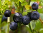 organic wild Bilberry in 2L pot whortleberry wimberry 