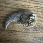 1920 Authentic Alaskan Brown Bear Claw With Fur And Partial Pad