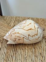 Large Seashell Noble Volute (Cymbiola Nobilis) Sea Snail 5.5 X 4 Inch