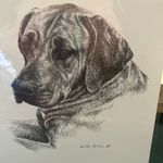 Rhodesian Ridgeback Vintage Print By Jan Jellins 8 X10