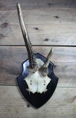 Mounted Roe Deer Skull Cap Horns - Handmade Wooden Shield - 19cm Antlers - #06