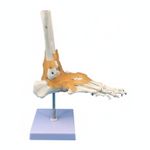 Foot and Ankle Anatomy Model Life-Size Human Foot and Ankle Model for Doctors