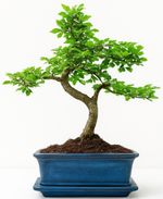 Chinese Elm, Bonsai, 7 years, 25-30 Centimetres