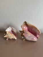 Two Large Vintage Queen Conch Seashells 