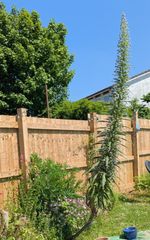 3 Echium Pinniana Well Established Seedlings
